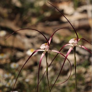 Caladenia footeana