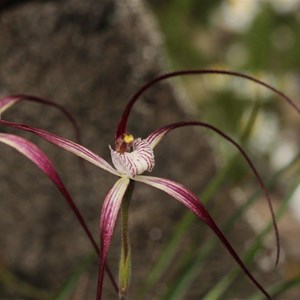 Caladenia footeana