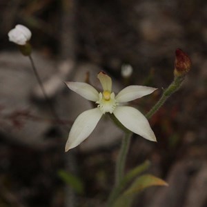 Caladenia marginata