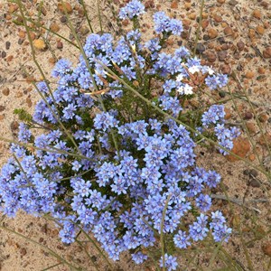 Philotheca nodiflora, Fitzgerald NP, WA