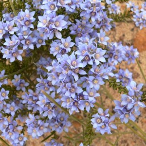 Philotheca nodiflora, Fitzgerald NP, WA