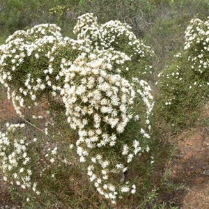 Hakea corymbosa, Stirling Ranges NP, WA