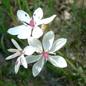 Milkmaids on NSW Southern Tablelands