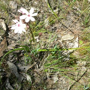 Milkmaids on NSW Southern Tablelands