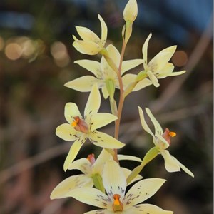 Thelymitra villosa