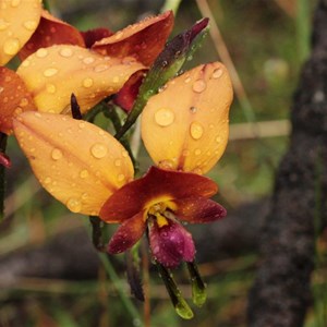 Diuris amplissima