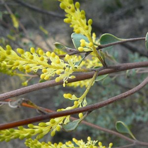 Grevillea shuttleworthiana