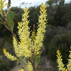 Grevillea shuttleworthiana