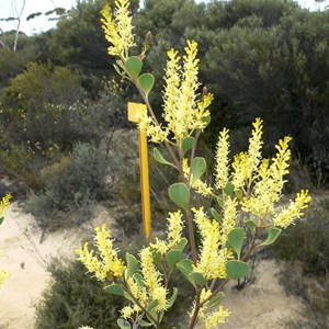 Grevillea shuttleworthiana