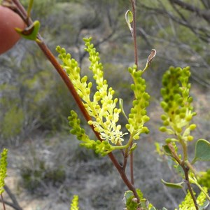 Grevillea shuttleworthiana