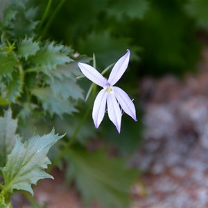 Isotoma petraea