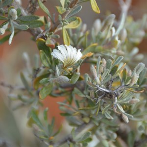  Scaevola spinescens