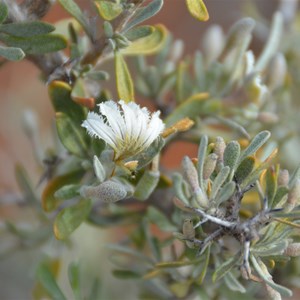 Scaevola spinescens