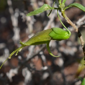 Eremophila serrulata - Green Fuchsia Bush 