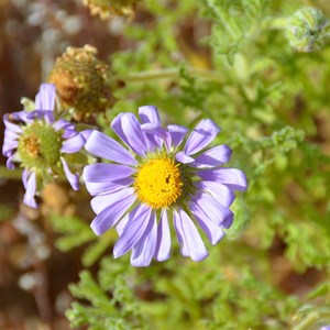 Erodiophyllum elderi - Hard-heads