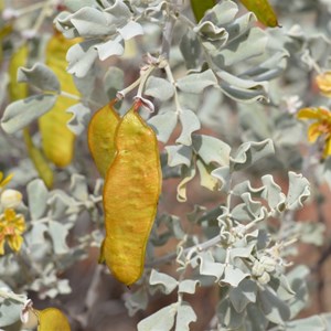 Senna helmsii - Blunt leaf Cassia