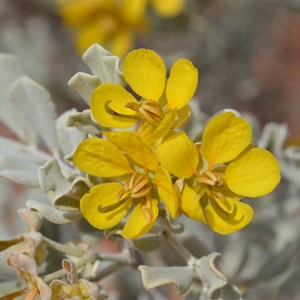 Senna helmsii - Blunt leaf Cassia