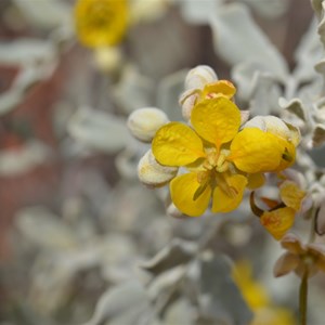 Senna helmsii - Blunt leaf Cassia