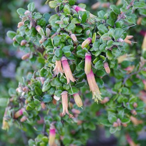 Correa backhousenna var. orbicularis - KI Correa