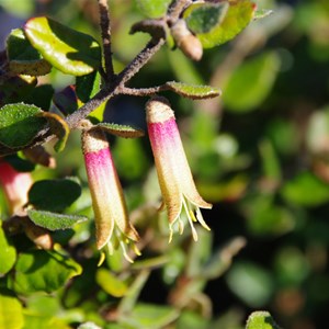 Correa backhousenna var. orbicularis - KI Correa