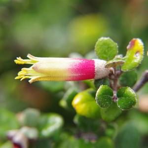 Correa backhousenna var. orbicularis - KI Correa