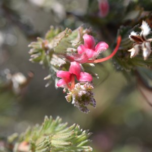 Adenathos macropodinna - Silver Bush