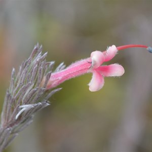 Adenathos macropodinna - Silver Bush