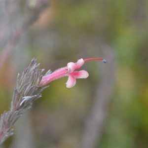 Adenathos macropodinna - Silver Bush