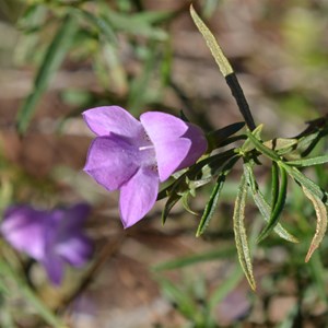 Eremophila gilesii - Giles’ Desert Fuchsia