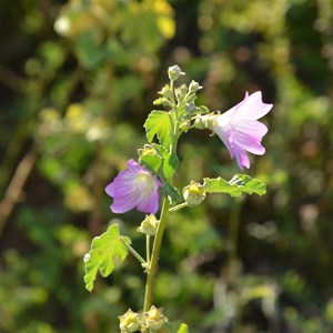 Malva behriana - Native Hollyhock 