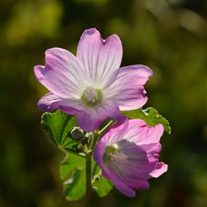 Malva behriana - Native Hollyhock 