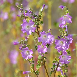 Malva behriana - Native Hollyhock 