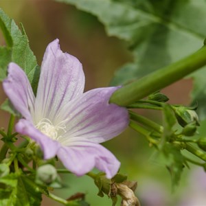 Malva behriana