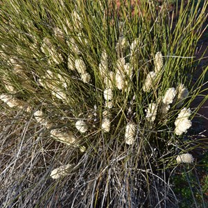 Lomandra leucocephala - Woolly Mat-rush