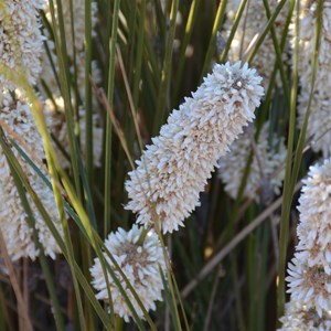 Lomandra leucocephala - Woolly Mat-rush