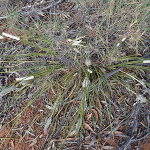 Lomandra leucocephala subsp. robusta - Woolly Head Mat Rush