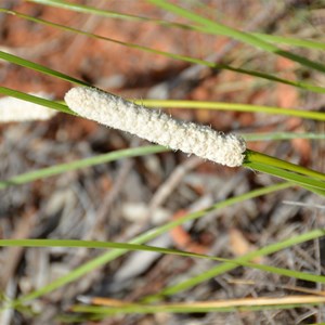 Lomandra leucocephala subsp. robusta - Woolly Head Mat Rush