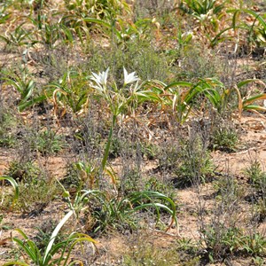 Crinum flaccidum - Darling Lily