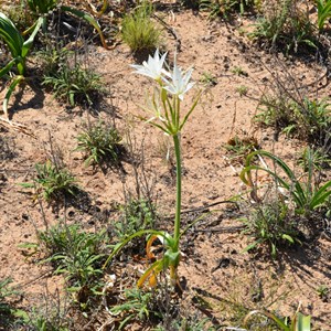 Crinum flaccidum - Darling Lily