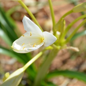 Crinum flaccidum - Darling Lily