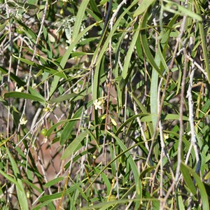 Pittosporum angustifolium