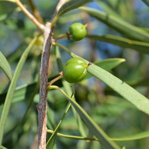 Pittosporum angustifolium