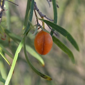 Pittosporum angustifolium