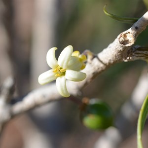 Pittosporum angustifolium