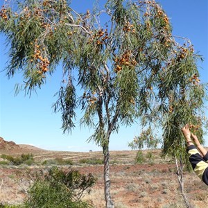 Pittosporum angustifolium near Lake Torrens, SA