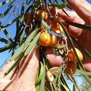 Pittosporum angustifolium near Lake Torrens, SA, 2011