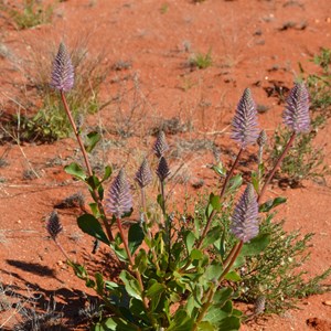 Ptilotus exaltatus var. exattatus 