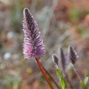 Ptilotus exaltatus var. exattatus 