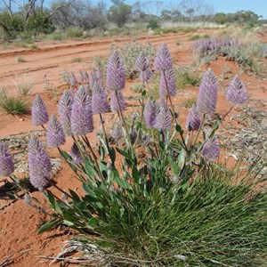 Ptilotus exaltatus var. exattatus 