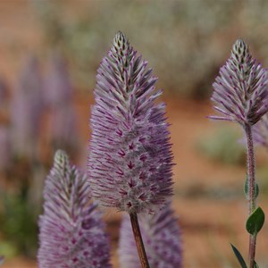 Ptilotus exaltatus var. exattatus 